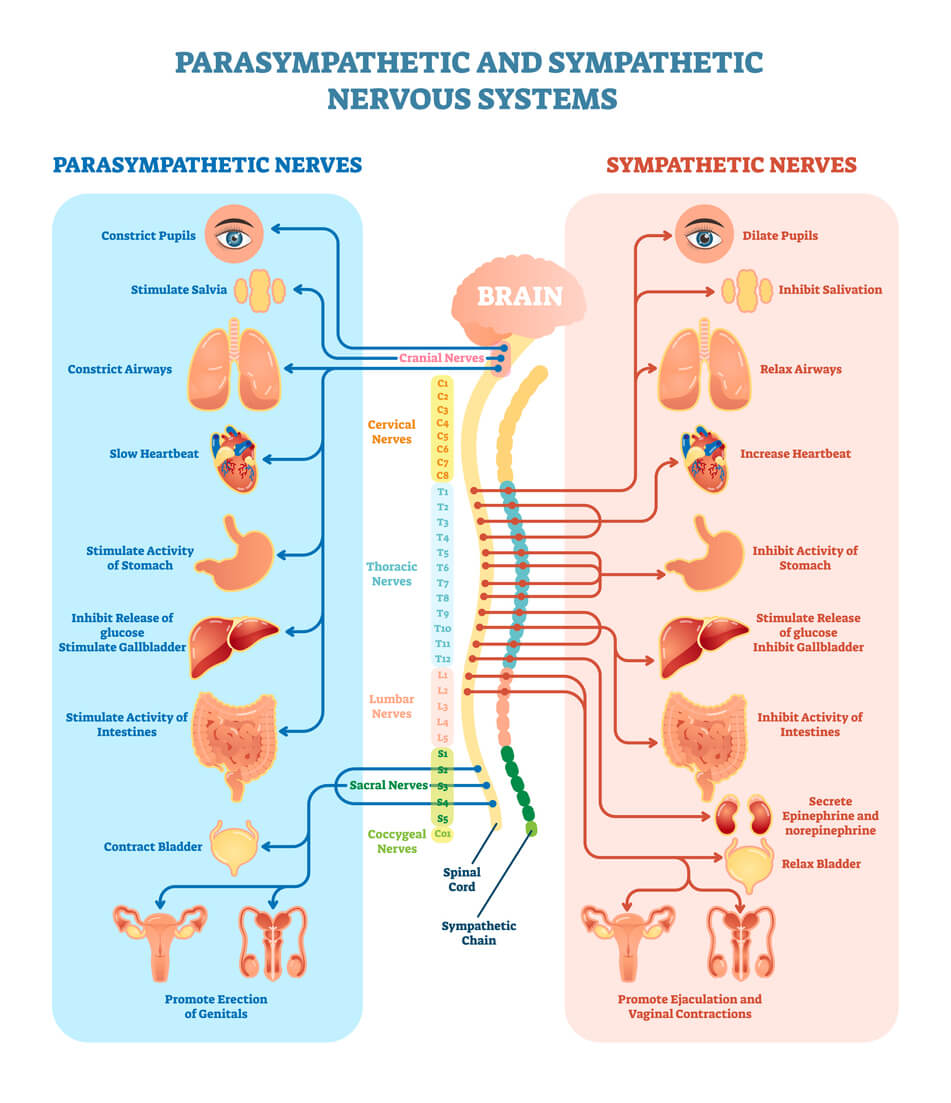 Improving your Nervous System - Naturally