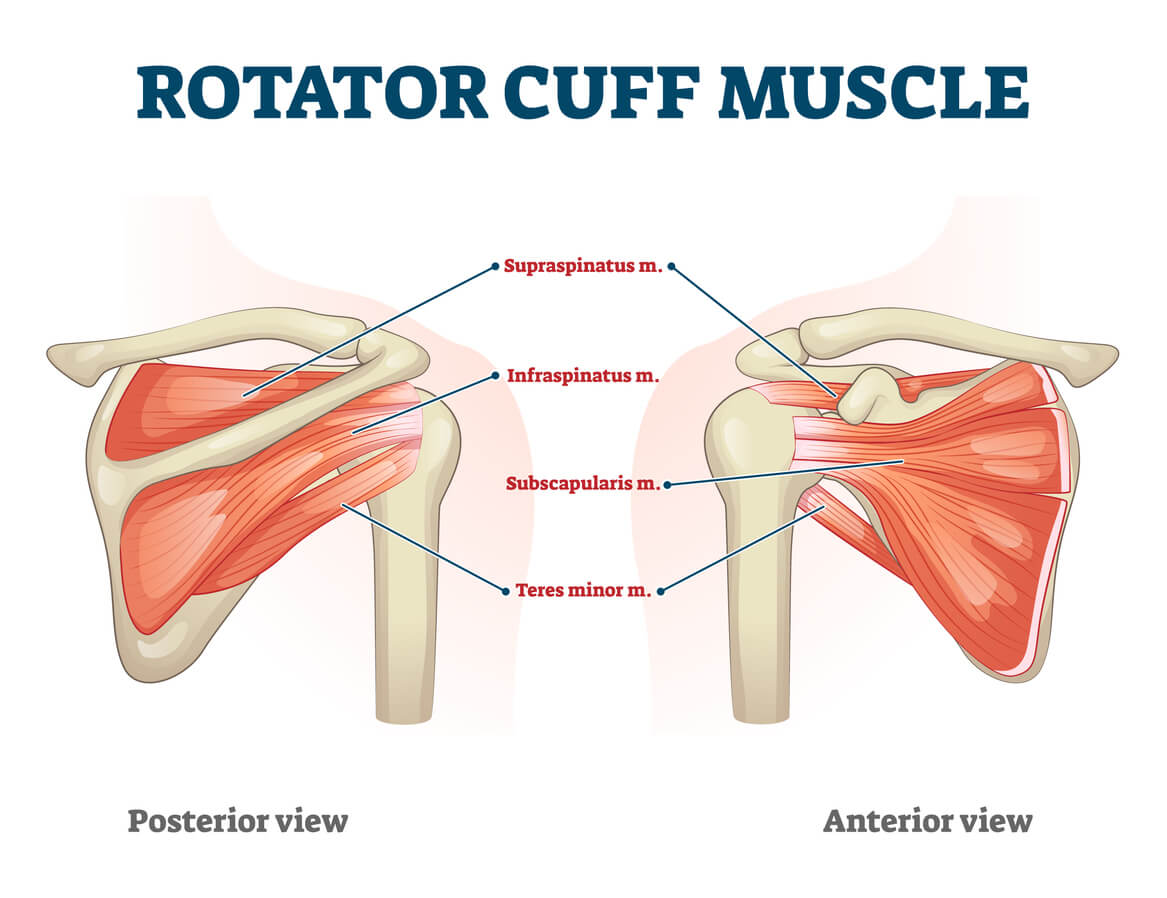 Shoulder savvy: understanding and protecting your rotator cuff