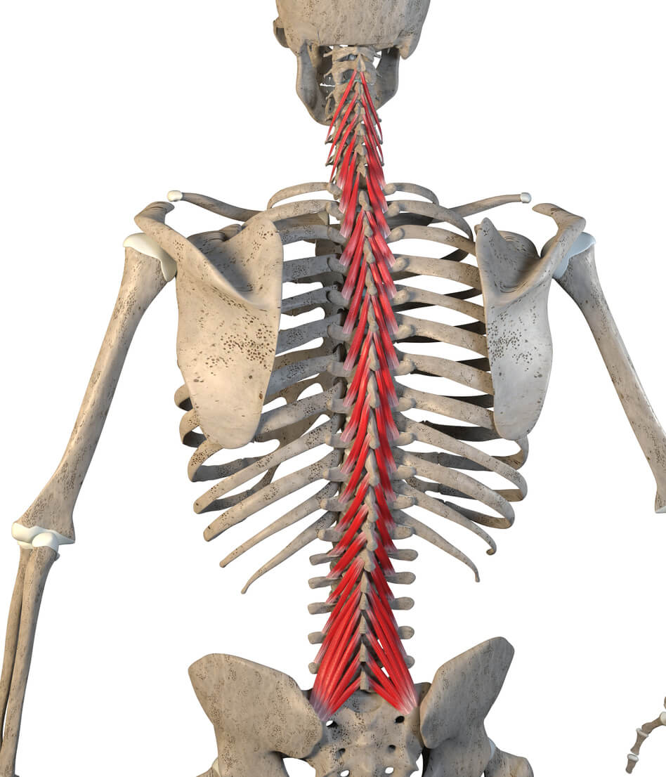 The multifidus: meet your spine’s unsung hero
