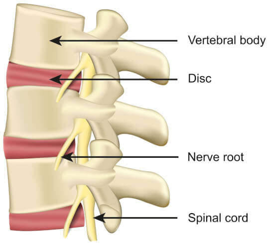 Inside the spine: Exploring its anatomy and functions