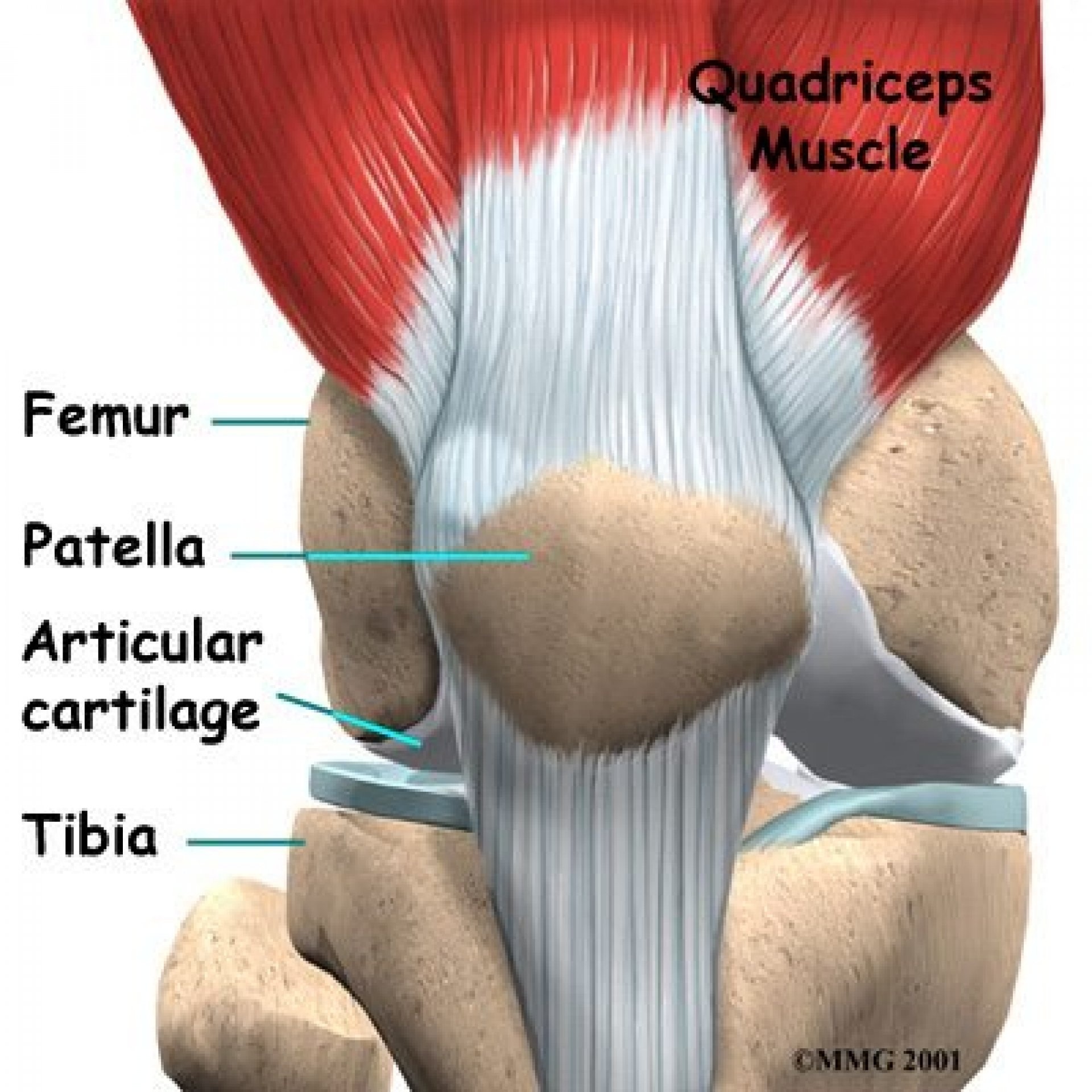 Knee Pain conditions--
